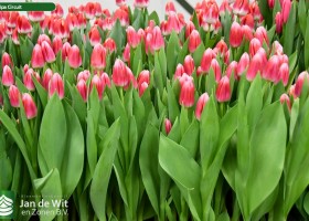 Tulipa Circuit ® (2)